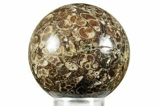 Polished Freshwater Snails (Elimia) In Limestone Sphere - Wyoming #370886