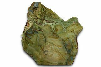 Polished Gary Green Jasper (Larsonite) Bog Wood Section - Oregon #371001