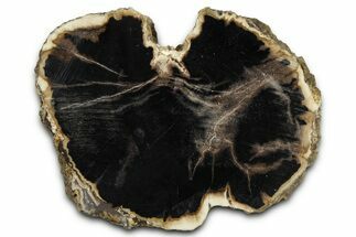 Petrified Wood (Schinoxylon) Limb Section - Blue Forest, Wyoming #371069