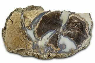 Petrified Wood (Schinoxylon) Limb Section - Blue Forest, Wyoming #371071
