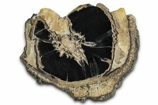 Petrified Wood (Schinoxylon) Limb Round - Blue Forest, Wyoming #371076