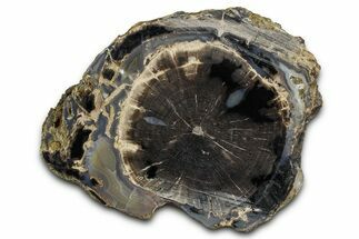 Petrified Wood (Schinoxylon) Limb Section - Blue Forest, Wyoming #371094