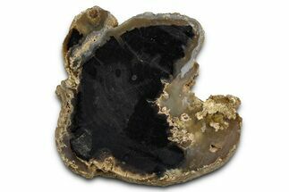 Petrified Wood (Schinoxylon) Limb Section - Blue Forest, Wyoming #371110