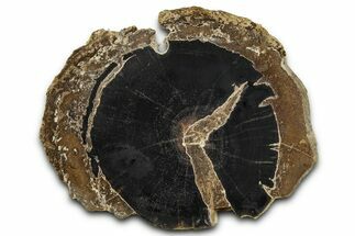 Petrified Wood (Schinoxylon) Limb Section - Blue Forest, Wyoming #371116