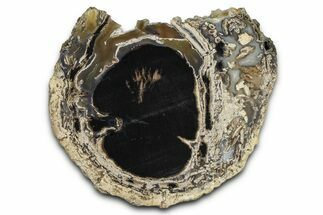 Petrified Wood (Schinoxylon) Limb Round - Blue Forest, Wyoming #371122