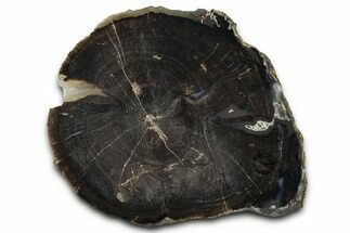 Petrified Wood (Schinoxylon) Limb Section - Blue Forest, Wyoming #371126