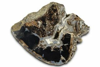 Petrified Wood (Schinoxylon) Limb Section - Blue Forest, Wyoming #371129