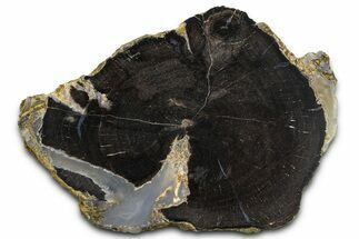 Petrified Wood (Schinoxylon) Limb Round - Blue Forest, Wyoming #371132