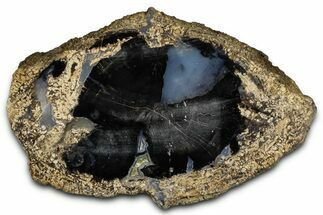Petrified Wood (Schinoxylon) Limb Round - Blue Forest, Wyoming #371142