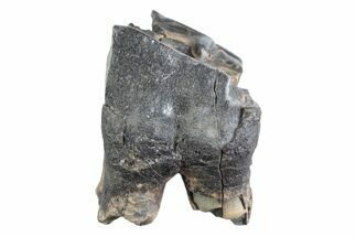 Fossil Woolly Rhino (Coelodonta) Tooth - Siberia #370922