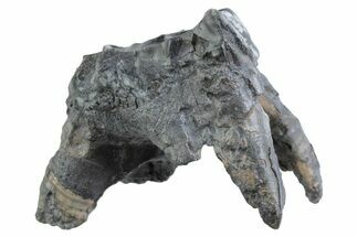 Fossil Woolly Rhino (Coelodonta) Tooth - Siberia #370923