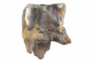 Fossil Woolly Rhino (Coelodonta) Tooth - Siberia #370924