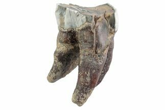 Fossil Woolly Rhino (Coelodonta) Tooth - Siberia #370956