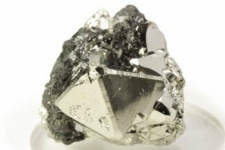 Sphalerite on Gleaming Octahedral Pyrite Crystals - Peru #371203
