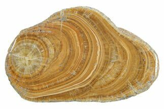 Polished Aragonite Stalactite Slice - Morocco #371030