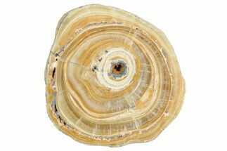 Polished Aragonite Stalactite Slice - Morocco #371031