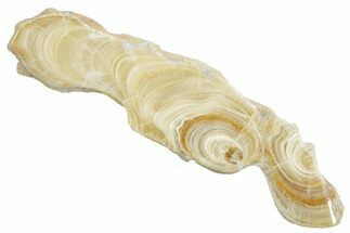 Polished Aragonite Stalactite Slice - Morocco #371033