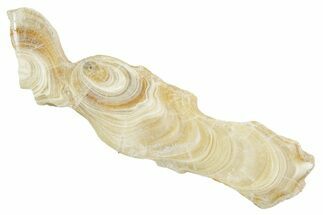 Polished Aragonite Stalactite Slice - Morocco #371034