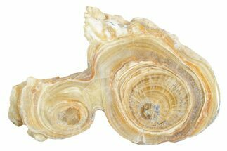 Polished Aragonite Stalactite Slice - Morocco #371044