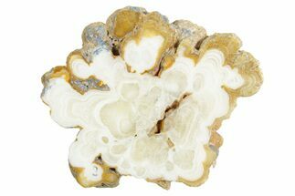 Polished Aragonite Stalactite Slice - Morocco #371049