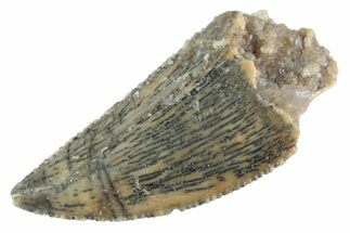 Serrated Raptor Tooth - Real Dinosaur Tooth #370390