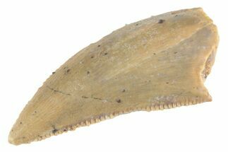Serrated Raptor Tooth - Real Dinosaur Tooth #370394