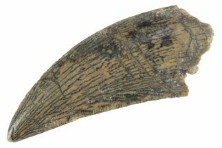 Serrated Raptor Tooth - Real Dinosaur Tooth #370396