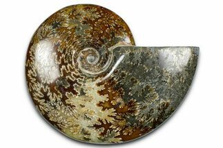 Polished Ammonite (Cleoniceras) Fossil - Madagascar #369622