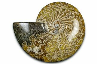 Polished Ammonite (Cleoniceras) Fossil - Madagascar #369624