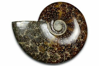 Polished Ammonite (Cleoniceras) Fossil - Madagascar #369625