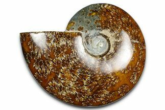 Polished Ammonite (Cleoniceras) Fossil - Madagascar #369627