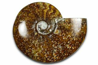 Polished Ammonite (Cleoniceras) Fossil - Madagascar #369631