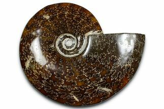 Polished Ammonite (Cleoniceras) Fossil - Madagascar #369633