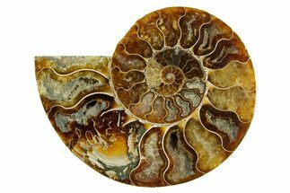 Cut & Polished Ammonite Fossil (Half) - Madagascar #369597