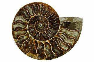 Cut & Polished Ammonite Fossil (Half) - Madagascar #369600