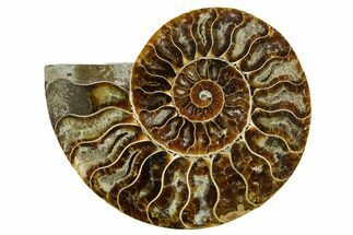 Cut & Polished Ammonite Fossil (Half) - Madagascar #369601