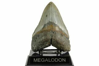 Fossil Megalodon Tooth - North Carolina #371303