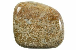 Polished Dinosaur Bone (Gembone) - Morocco #371383