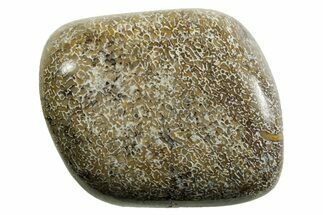 Polished Dinosaur Bone (Gembone) - Morocco #371386