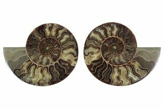 Large, Cut & Polished Ammonite Fossil - Madagasar #371448