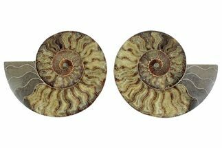 Large, Cut & Polished Ammonite Fossil - Madagasar #371449
