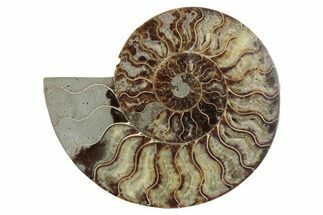 Cut & Polished Ammonite Fossil (Half) - Madagascar #371453