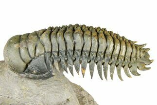 Flying Crotalocephalina Trilobite - Atchana, Morocco #359227