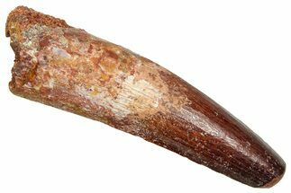 Fossil Spinosaurus Tooth - Feeding Worn Tooth #370696