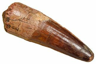 Fossil Spinosaurus Tooth - Feeding Worn Tooth #370699