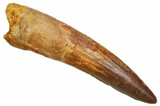 Fossil Spinosaurus Tooth - Real Fossil Tooth #370709