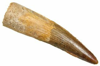 Fossil Spinosaurus Tooth - Real Fossil Tooth #370722