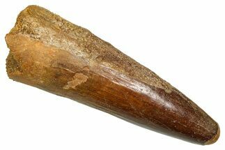 Fossil Spinosaurus Tooth - Real Fossil Tooth #370723