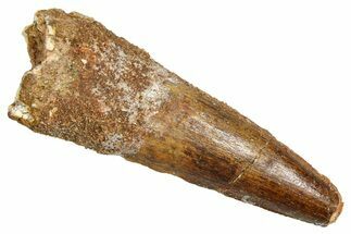 Fossil Spinosaurus Tooth - Real Dinosaur Tooth #370726