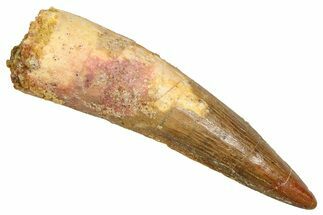 Fossil Spinosaurus Tooth - Real Fossil Tooth #370728
